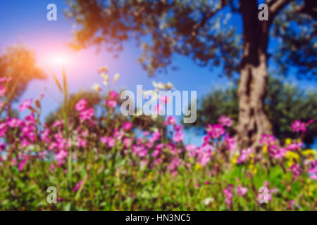 Blooming wildflowers.Natural blurred background. Soft light effe Foto Stock