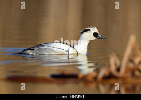 Smew (Mergellus albellus), maschio nel lago, svernamento Riserva della Biosfera dell'Elba centrale, Sassonia-Anhalt, Germania Foto Stock