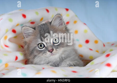 Gatto persiano gattino, blue tabby, ritratto, sotto la polka-coperta punteggiata Foto Stock