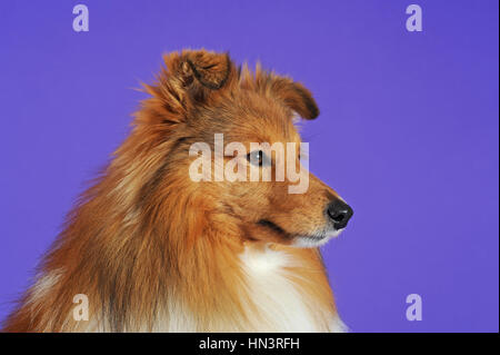 Sheltie, cane, sable, ritratto Foto Stock