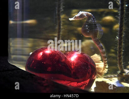 Berlino, Germania. 8 febbraio, 2017. Big-pancia cavallucci marini nuotare attraverso un acquario specialmente decorata per il giorno di San Valentino a Sea Life a Berlino, Germania, 8 febbraio 2017. I cavallucci marini sono noti per i loro modi monogama e un simbolo per l'amore eterno. La Seahorse coppia trovati ogni altri sette anni fa. Foto: Britta Pedersen/dpa-Zentralbild/ZB/dpa/Alamy Live News Foto Stock