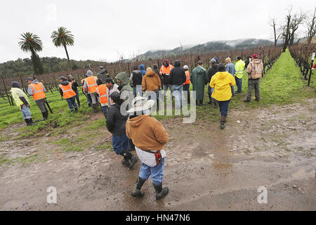 Napa Valley, CA, Stati Uniti d'America. 8 febbraio, 2017. Il Napa Valley Grapegrowers hanno tenuto il loro sedicesimo annuale concorso di potatura a Gamble Ranch a Yountville su Wednesdayl. Credito: Napa Valley Register/ZUMA filo/Alamy Live News Foto Stock