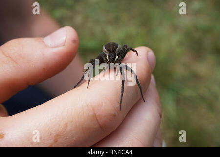 È stato camping nei boschi con gli amici e questo ragno strisciato sulla mia schiena. Ha dovuto prendere foto di lui. Questa dimensione di spider non è normale per il mio paese. Foto Stock