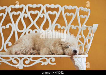 Bianco barboncino senzatetto dormire sul banco di metallo Foto Stock