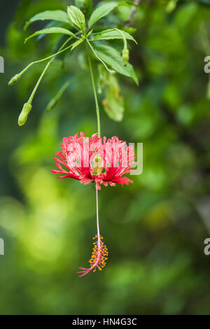 Orlata Hibiscus, Coral Hibiscus fiore rosso in Thailandia green park. Foto Stock