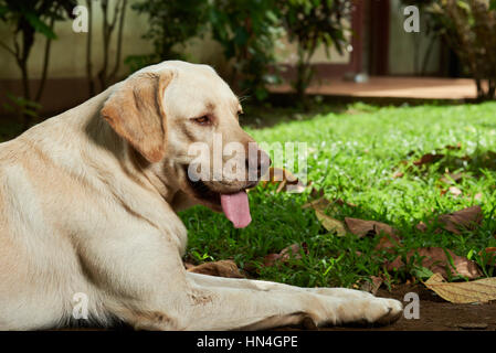 Il golden retriever cane che stabilisce nel parco verde Foto Stock
