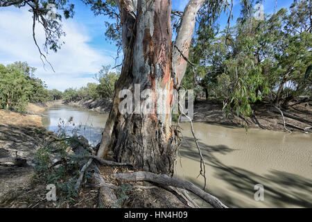 Giant Red River Gum Tree (Eucalyptus camaldulensis) lungo il fiume Darling alla stazione Bindara, Nuovo Galles del Sud, NSW, Australia Foto Stock