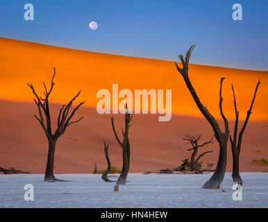 Deadvlei è un argilla bianca pan si trova vicino alla più famosa salina di Sossusvlei, all'interno del Parco Namib-Naukluft in Namibia. Anche scritto DeadVlei o Foto Stock