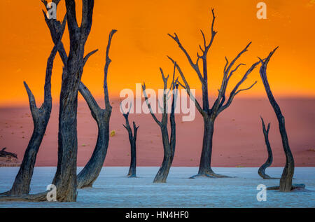 Deadvlei è un argilla bianca pan si trova vicino alla più famosa salina di Sossusvlei, all'interno del Parco Namib-Naukluft in Namibia. Foto Stock