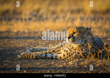 Il ghepardo (Acinonyx jubatus), noto anche come la caccia leopard è un gatto grande che si verifica principalmente in Africa orientale e meridionale e alcune parti di IO Foto Stock