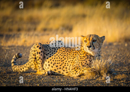 Il ghepardo (Acinonyx jubatus), noto anche come la caccia leopard è un gatto grande che si verifica principalmente in Africa orientale e meridionale. Foto Stock