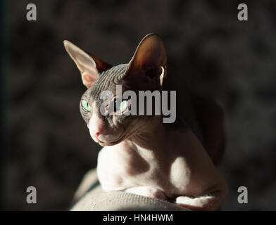 Gatto di razza Sphynx nella luce del sole di sera la luce dalla finestra Foto Stock