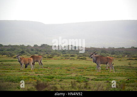 La sfocatura in Sud Africa kruger wildlife riserva naturale e selvaggio impala Foto Stock