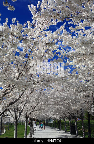 Fiore di Ciliegio alberi fioriscono in primavera presso il Campidoglio e motivi di Salt Lake City, Utah. Foto Stock