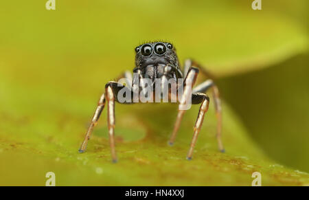 Macro estreme di ragni con amqazing colori e sharpeness Foto Stock