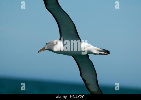 Il Salvin Mollymawk volando sopra l'Oceano Pacifico vicino alla costa di Kaikoura in Nuova Zelanda. Ein Salvin-Albatros fliegt über den Pazifik vor der Küste Foto Stock