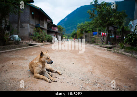 Cani su strade di Muang Ngoy, Laos Foto Stock