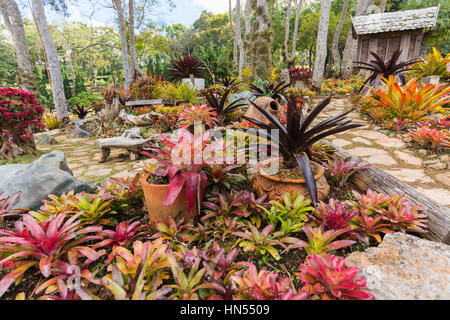 MAE Fah Luang, Tailandia - 13 gennaio 2017: Bromeliad in Mae Fah Luang giardino, individuare sul Doi Tung alla provincia di Chiang Rai,Thailandia Foto Stock