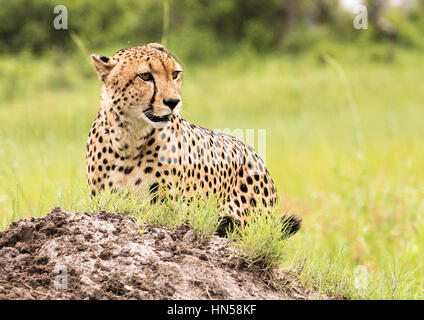 Cheetah guardando la preda Foto Stock