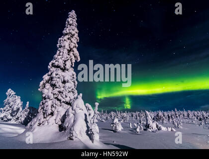 Notte invernale in Lapponia finlandese Foto Stock