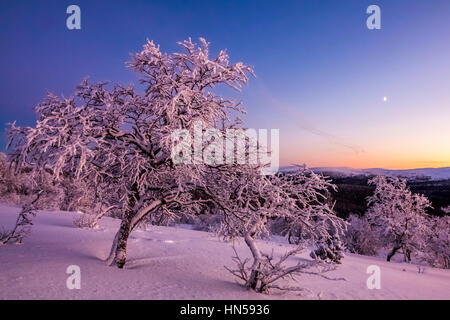 Sera d'inverno in Lapponia finlandese Foto Stock