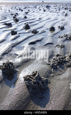 (Lugworm Arenicola marina) getta a bassa marea, West Wittering, West Sussex, in Inghilterra, Regno Unito Foto Stock