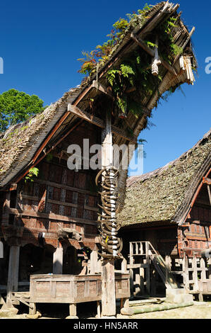 Tradizionali di spazzamento e riccamente dipinte case con forma a scafo tetti di Tana Toraja. Casa Tongkonan sul villaggio Palawa. Sulawesi Sud, Indo Foto Stock