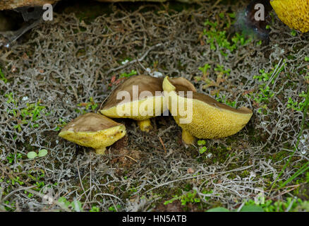 Piangendo bolete, granulata bolete, Suillus granulatus, a pori di funghi commestibili, Andalusia, Spagna Foto Stock