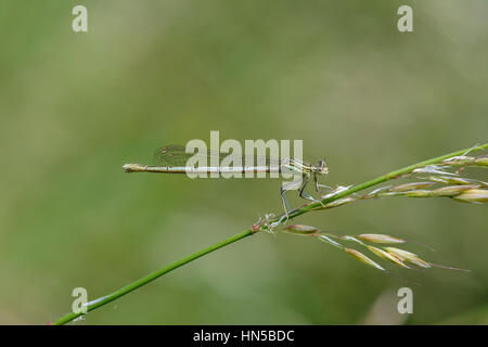 White-gambe, Damselfly Blue Featherleg (Platycnemis pennipes), femmina Foto Stock