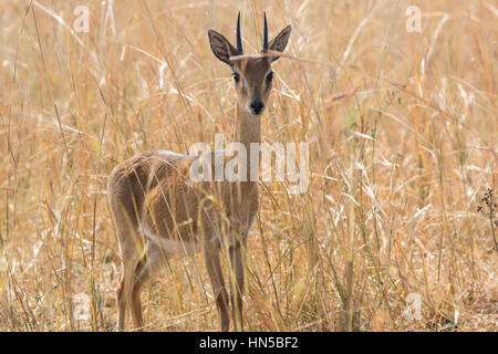 Maschio oribi antilope in piedi nel centro di erba secca nella savana Foto Stock