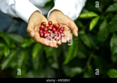 Ritratto di Don Francisco Serracin, fondatore di Don Pachi station wagon, tenendo tutta la geisha i chicchi di caffè. Foto Stock