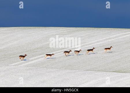 Daini (Dama Dama) allevamento attraversando campo nella neve in inverno Foto Stock
