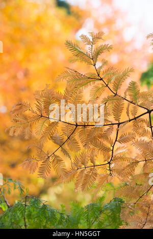 Metasequoia glyptostroboides - Alba albero di sequoia aghi in autunno Foto Stock