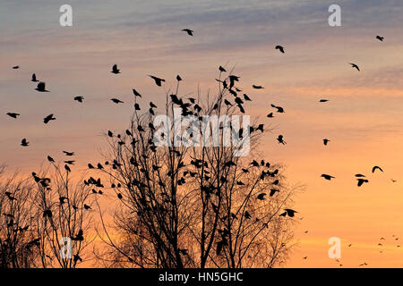 Rooks (Corvus frugilegus) gregge sono ' appollaiati nella struttura ad albero al tramonto in inverno Foto Stock