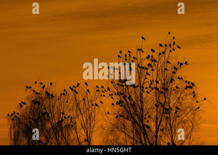 Rooks (Corvus frugilegus) gregge sono ' appollaiati nella struttura ad albero al tramonto in inverno Foto Stock