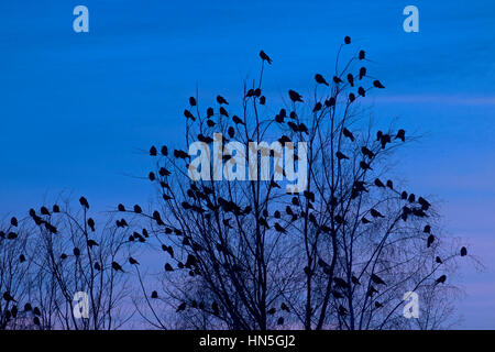 Rooks (Corvus frugilegus) gregge sono ' appollaiati nella struttura ad albero al tramonto in inverno Foto Stock