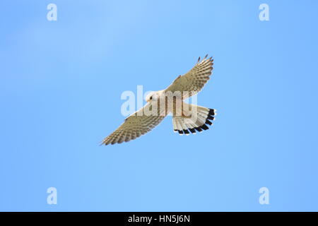 KESTRL maschio nel sovraccarico di volo [ Falco tinnunculus ] Foto Stock