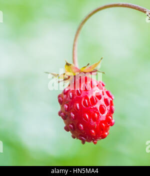 Bosco fragola (Fragaria vesca) bright frutta rossa close-up Foto Stock