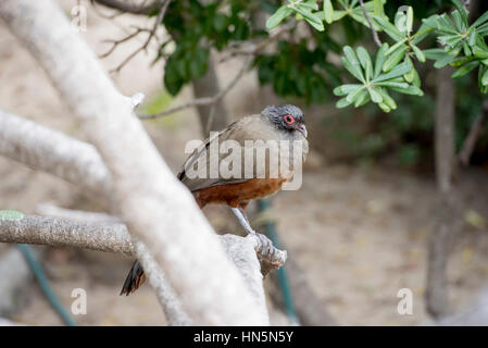Rufous-panciuto Chachalaca (Ortalis wagleri) in Vegeatation in Messico Foto Stock