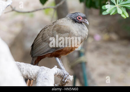 Rufous-panciuto Chachalaca (Ortalis wagleri) in Vegeatation in Messico Foto Stock