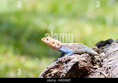 Lizard di tutti i colori su un tronco in un giardino di Mombasa in Kenya Foto Stock