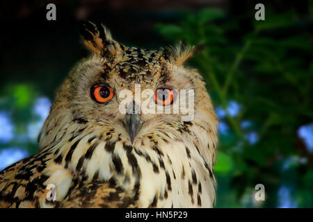 Indian gufo reale, Bengala gufo reale, Rock gufo reale (Bubo bengalensis), Adulto ritratto di avviso, India Foto Stock