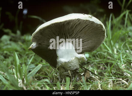 Campo - funghi Agaricus campestris Foto Stock