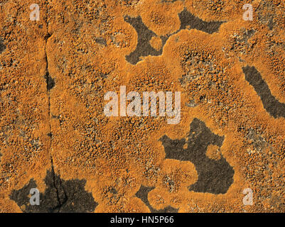 Mare arancione Lichen - Caloplaca Marina Foto Stock