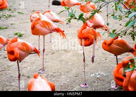 American flamingo gregge presso lo Smithsonian National Zoological Park Foto Stock