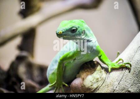 Ramarro presso lo Smithsonian National Zoological Park Foto Stock