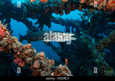 Grande barracuda incorniciato dalle parti del naufragio del reef artificiale, il Spiegel Grove. Foto Stock