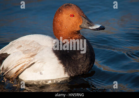 Rosso-crested pochard (Netta rufina) Foto Stock