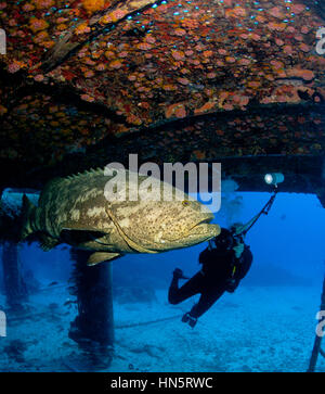Un fotografo subacqueo si prepara a fotografare un Goliath raggruppatore (Ephinephelus itajara) come essa utilizza la sicurezza aerea Foto Stock