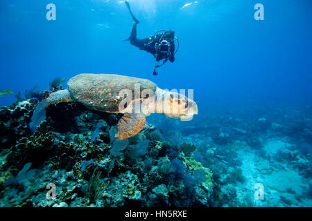 Scuba Diver videotape tartaruga caretta durante l'immersione sul reef di melassa, Key Largo, Florida Foto Stock